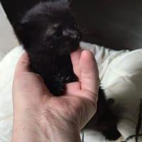 jungo, chat à adopter
