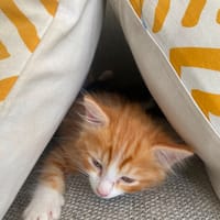 Sunny, chat à adopter