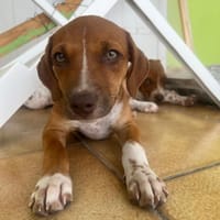 LYSSIA , chiot femelle Berger Créole  La mignonne !, chienne à adopter