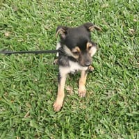 CHANCE, chien à adopter