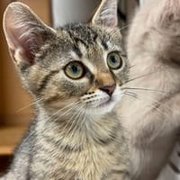 BESTY, chatte à adopter