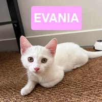 EVANIA À ADOPTER EN DUO OU SEUL SI DÉJÀ UN CHAT PRÉSENT CHEZ VOUS, chatte à adopter