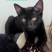 RISTRO À ADOPTER EN DUO OU SEUL SI DÉJÀ UN CHAT PRÉSENT CHEZ VOUS, chat à adopter