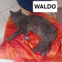 WALDO, chat à adopter
