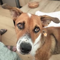 ALOKA La beauté des îles, chien à adopter