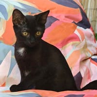 Sirius, chat à adopter