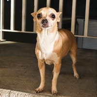 Loulya, chienne à adopter