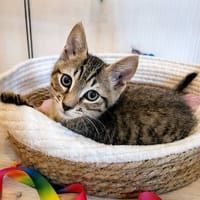 Bao, chat à adopter