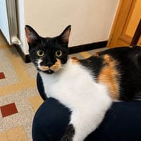 Lucie, chatte à adopter