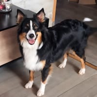 Taïga, chienne à adopter