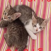 PARIS et TOKYO, chat à adopter