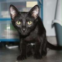 BLIZZARD, chatte à adopter