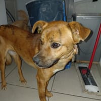 ZOUMA CHIEN  REUNION, chien à adopter