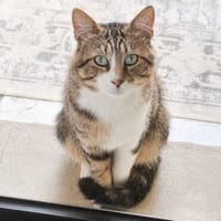 Terzo, chat à adopter