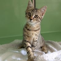 BERLIOZ, chat à adopter