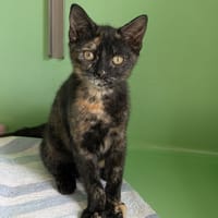 BICHETTE, chatte à adopter