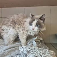 Capy, chat à adopter
