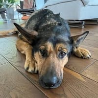 Treue Kira sucht ihre Familie, Hündin zur Adoption