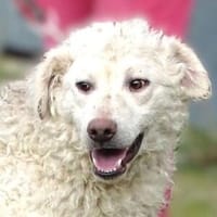 Junghund CLIVE, Hund zur Adoption