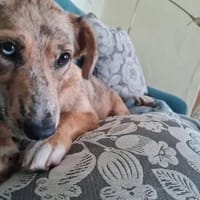 Bezaubernde junge Fiene sucht ihr Glück, Hündin zur Adoption
