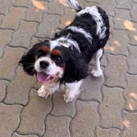 Rozi  sanfte Cavalier-Seele sucht ein Zuhause mit Geborgenh, Hündin zur Adoption