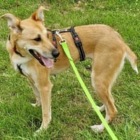 Kessiwartet in 23617 Stockelsdorf, Hündin zur Adoption