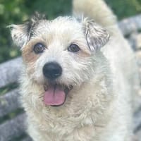 Niri - Hündin - geb. 01/2020 - 35 cm, Hündin zur Adoption