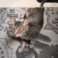 Schmusekater Tigar sucht passende Dosenöffner, Kater zur Adoption