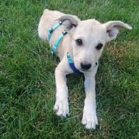 SUNI, sanfte junge Dame sucht, Hündin zur Adoption