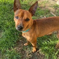 Prinz sucht Einzelthron, Hund zur Adoption