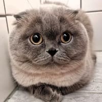 Chuck Norris, Kater zur Adoption