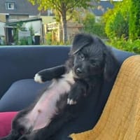 Süßer Oreo🌺 sucht liebevolles Zuhause, Hund zur Adoption