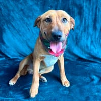 Lex- Sanfter Schatz sucht liebevolle Menschen, Hund zur Adoption
