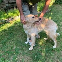 Lieber Luca sucht seine Familie, Hund zur Adoption