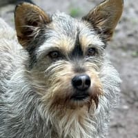 Sunny - Hündin - geb. 03/2023 - 28 cm, Hündin zur Adoption