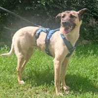 Meira, Hündin zur Adoption