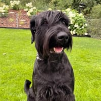 Dino, Riesenschauzer (geb. 03/2021), Hund zur Adoption
