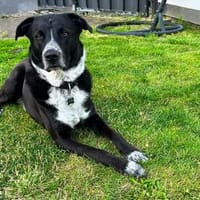 Flynn aus 44532 Lünen sucht ein erfahrenes zu Hause, Hund zur Adoption