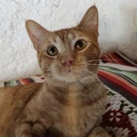 anhänglicher Azafrán, bereits in Monschau bei Aachen, Kater zur Adoption