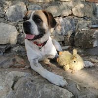 LINOS, chamanter,feiner, junger Rüde sucht, Hund zur Adoption