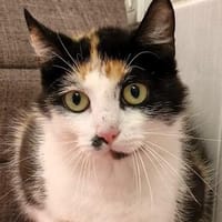 Zara, Katze zur Adoption