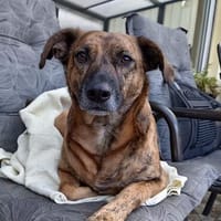 Perseas aus 50997 Köln sucht sein Zu Hause, Hund zur Adoption