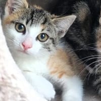 Katzenkind Cupcake, Katze zur Adoption