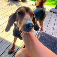 Joschi, sucht seine Herzensmenschen, Hund zur Adoption