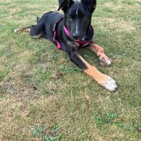 Romina, Hündin zur Adoption