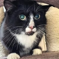 Bibi, Katze zur Adoption