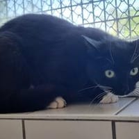 Libelle, Katze zur Adoption