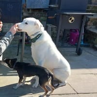 Traumhund sucht Traumzuhause, Hündin zur Adoption