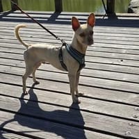 Wunderschöner & verträglicher THOR, Hund zur Adoption