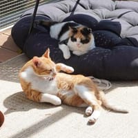 Traumduo Elara & GerryHANDICAP, Kater zur Adoption